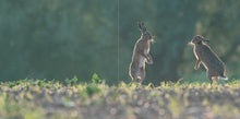 Load image into Gallery viewer, The Hare Book
