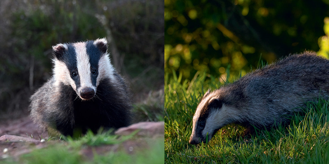The Badger Book