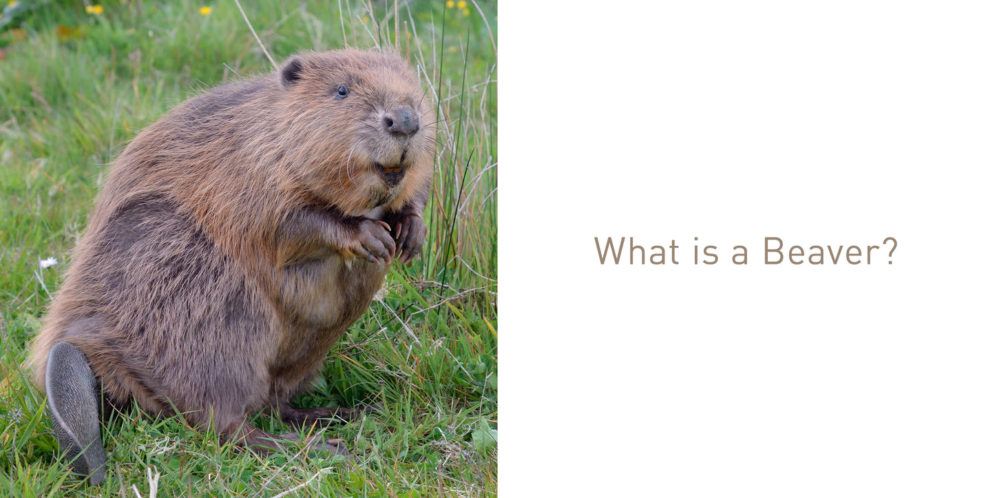 The Beaver Book
