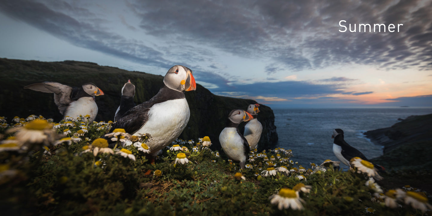 The Puffin Book