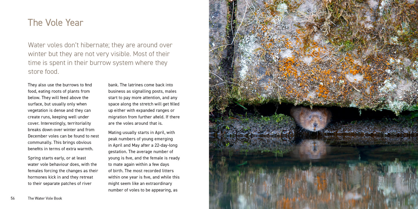 The Water Vole Book
