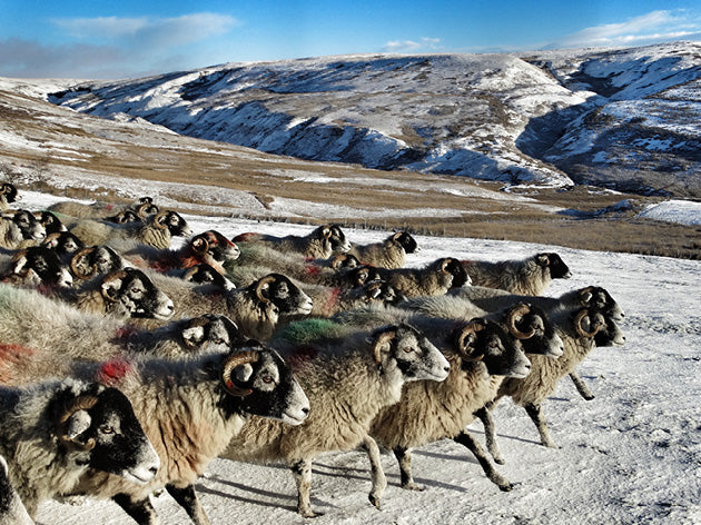 Yorkshire Shepherdess Notecards