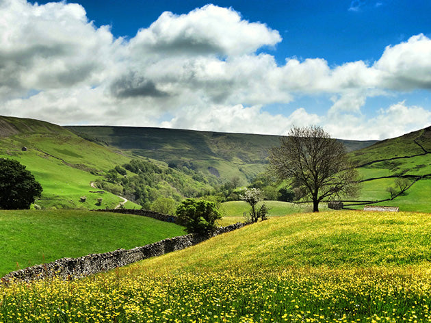 Yorkshire Shepherdess Notecards
