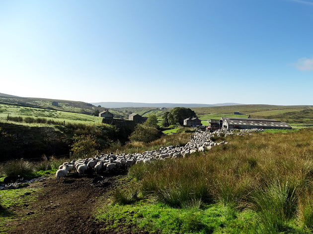 Yorkshire Shepherdess Notecards