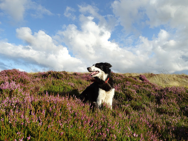 Yorkshire Shepherdess Notecards