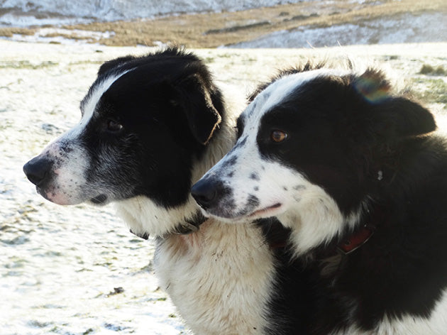 Yorkshire Shepherdess Notecards