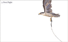 Load image into Gallery viewer, Peregrine by Jackie Morris
