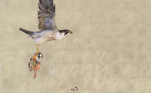 Load image into Gallery viewer, First Flight by Jackie Morris
