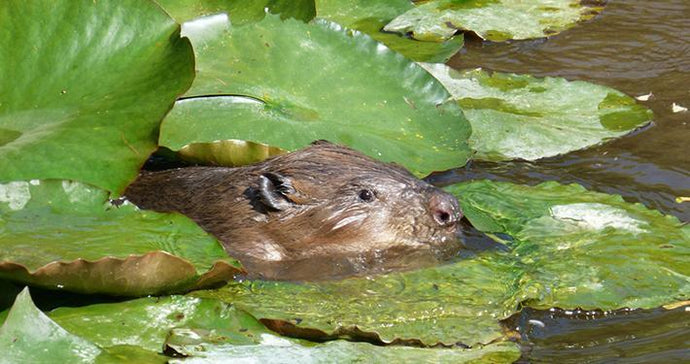 The Beaver Book by Hugh Warwick