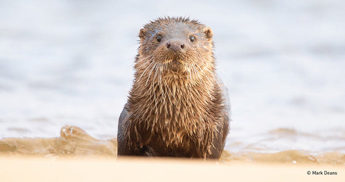 The Otter Book