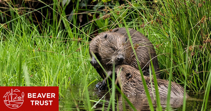 Graffeg partners with Beaver Trust