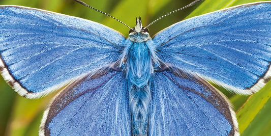 Where have all the butterflies gone?
