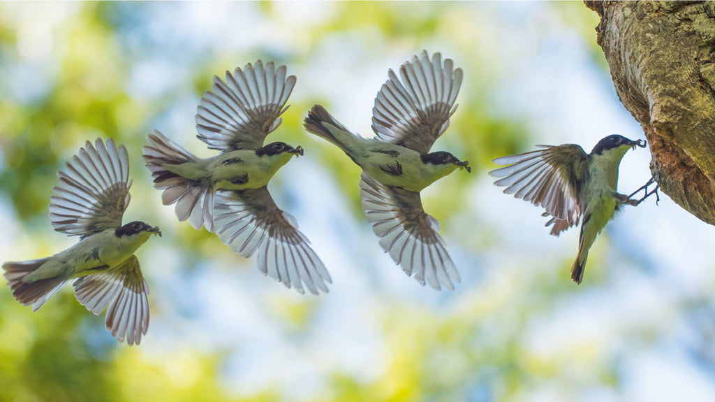 May News: Find the beauty in the UK gardens and landscapes in Andrew Fusek Peters new book Garden Safari