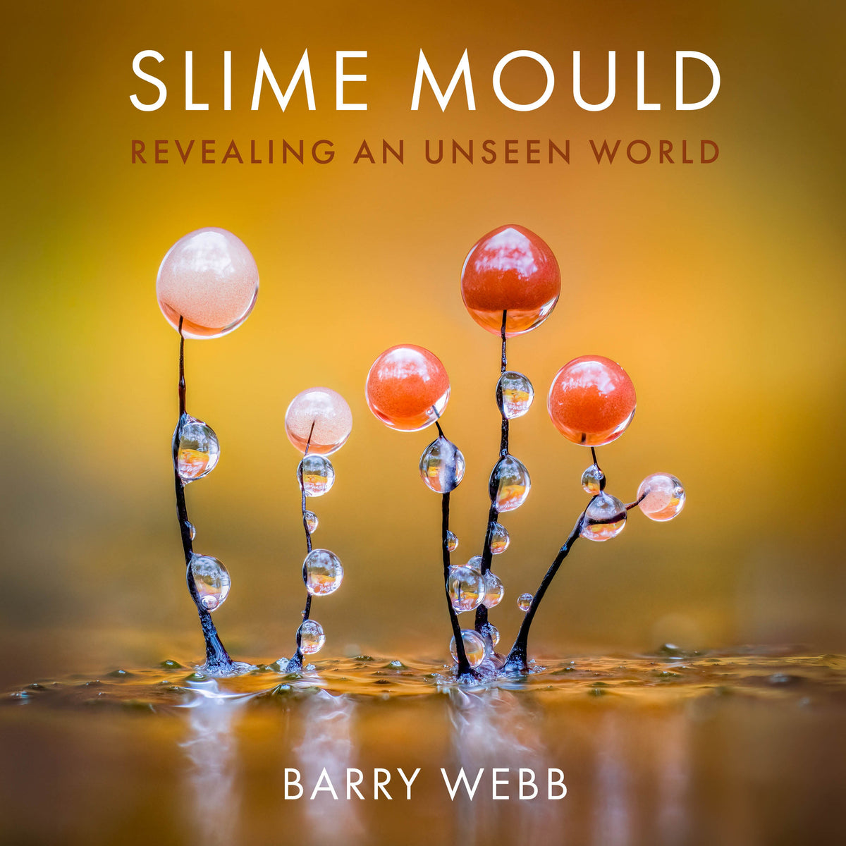 Barry Webb