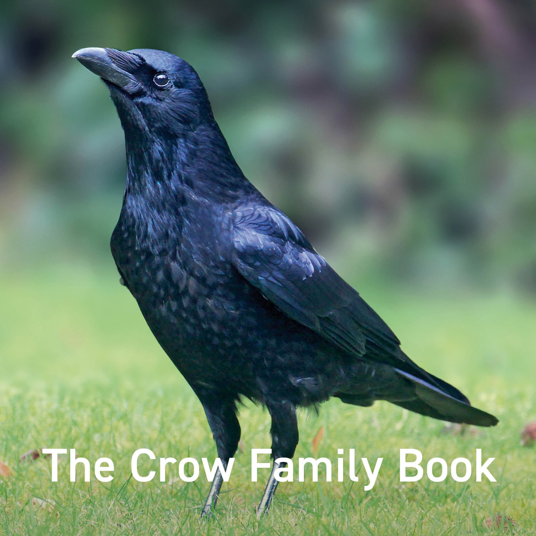 The Crow Family Book | Nature Series – Graffeg Books