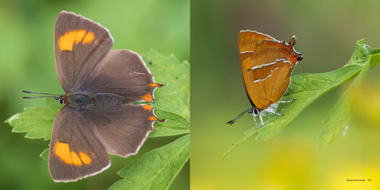 Butterfly Safari