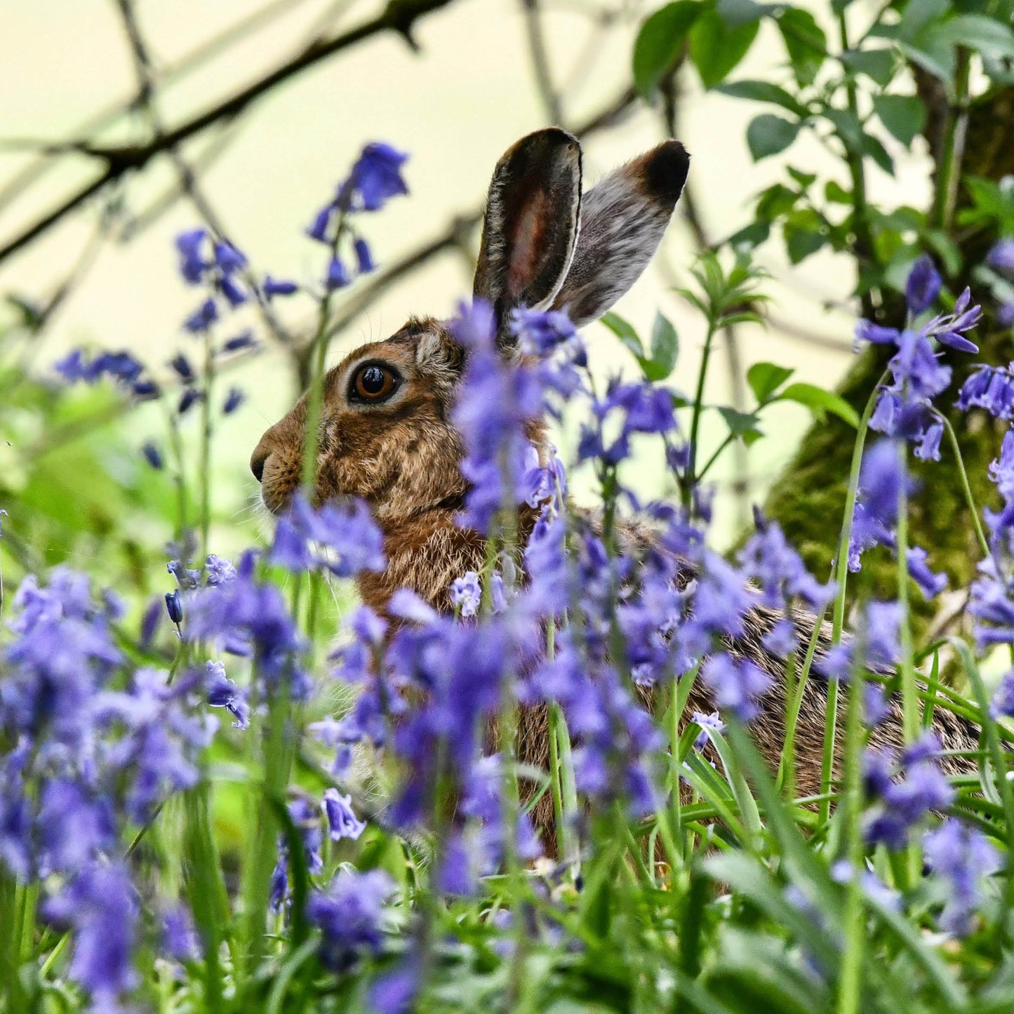 The Hare Calendar 2027