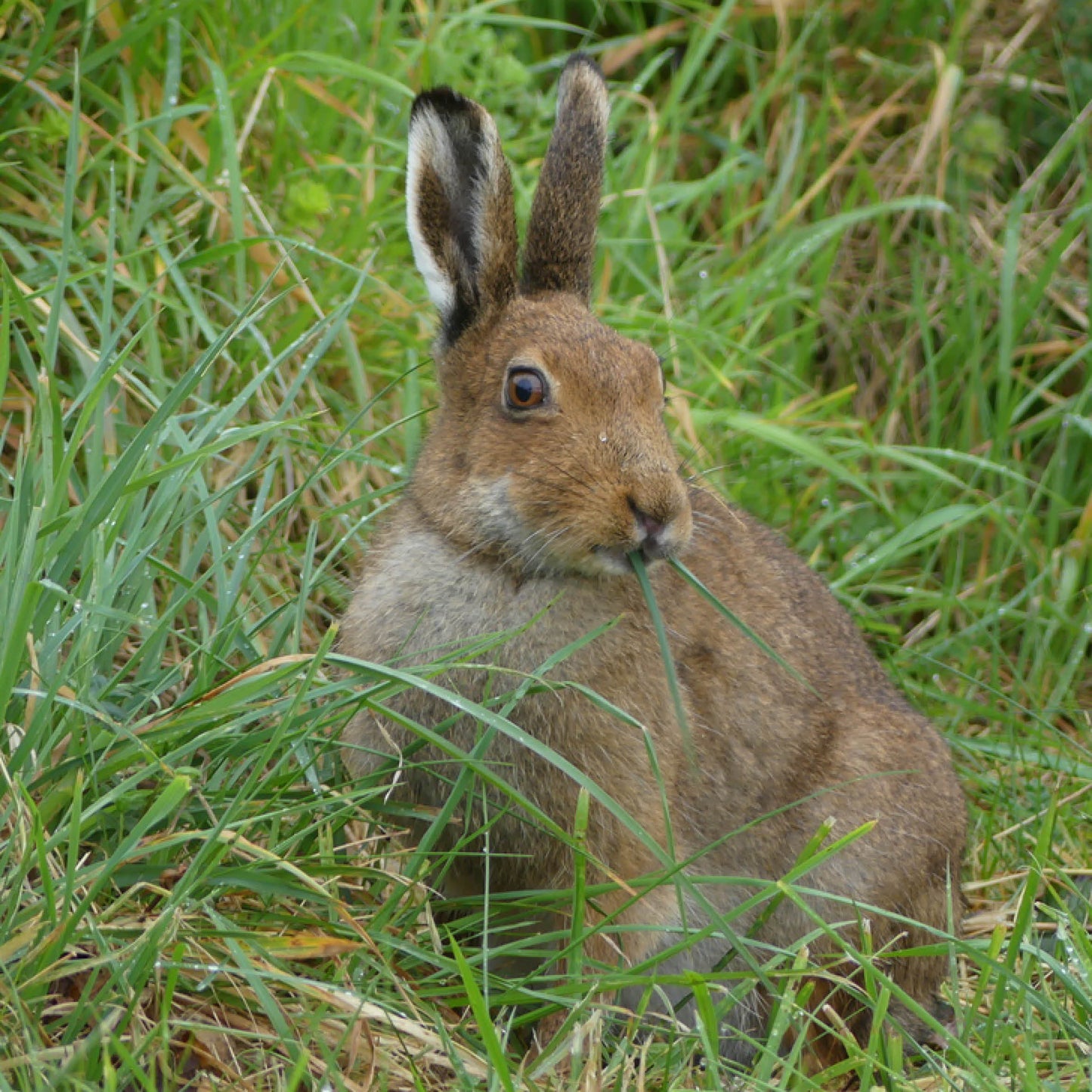 The Hare Calendar 2027