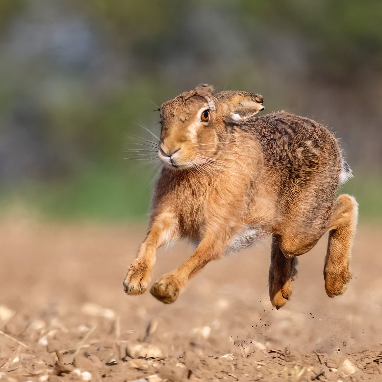 The Hare Calendar 2026