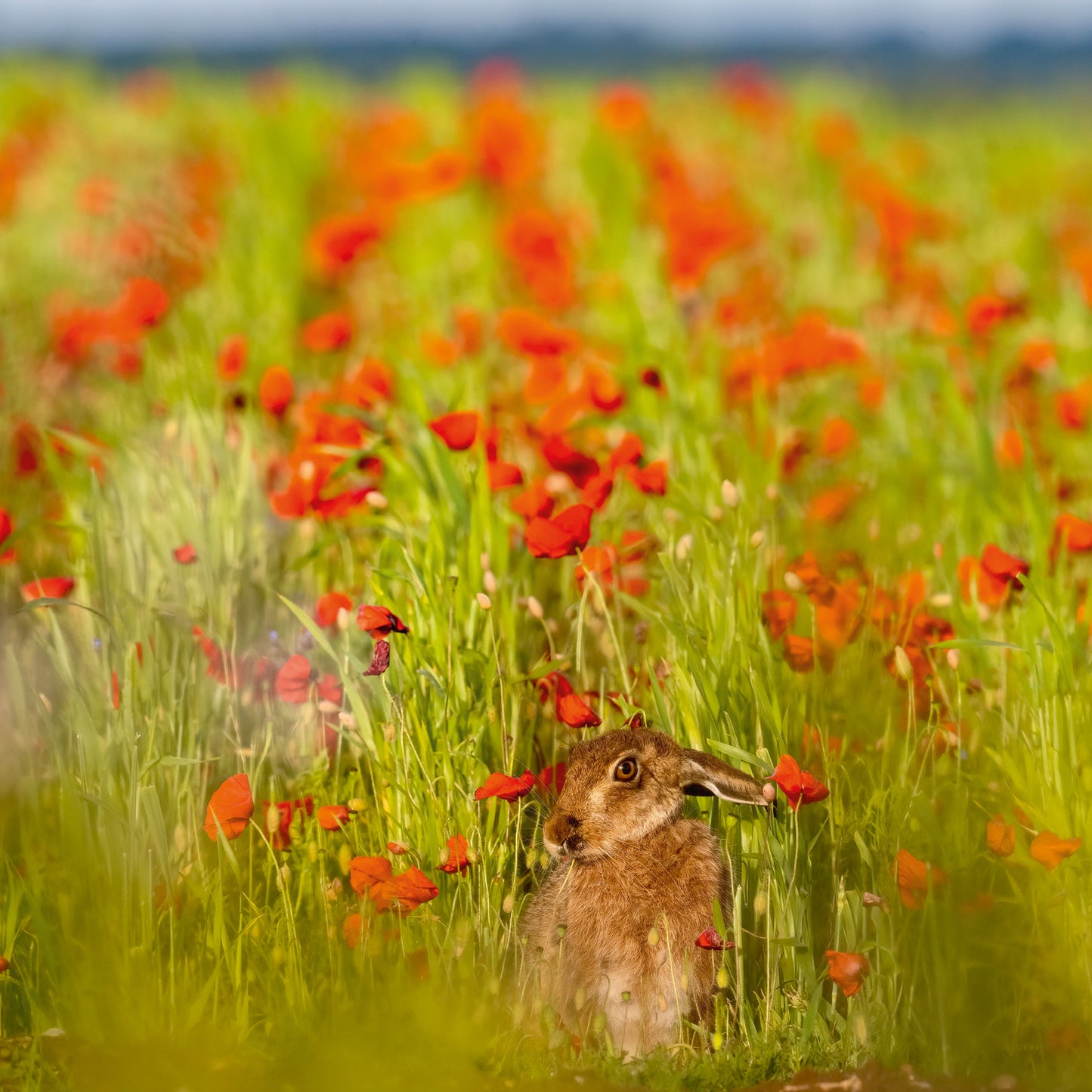The Hare Calendar 2026