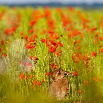 The Hare Calendar 2026