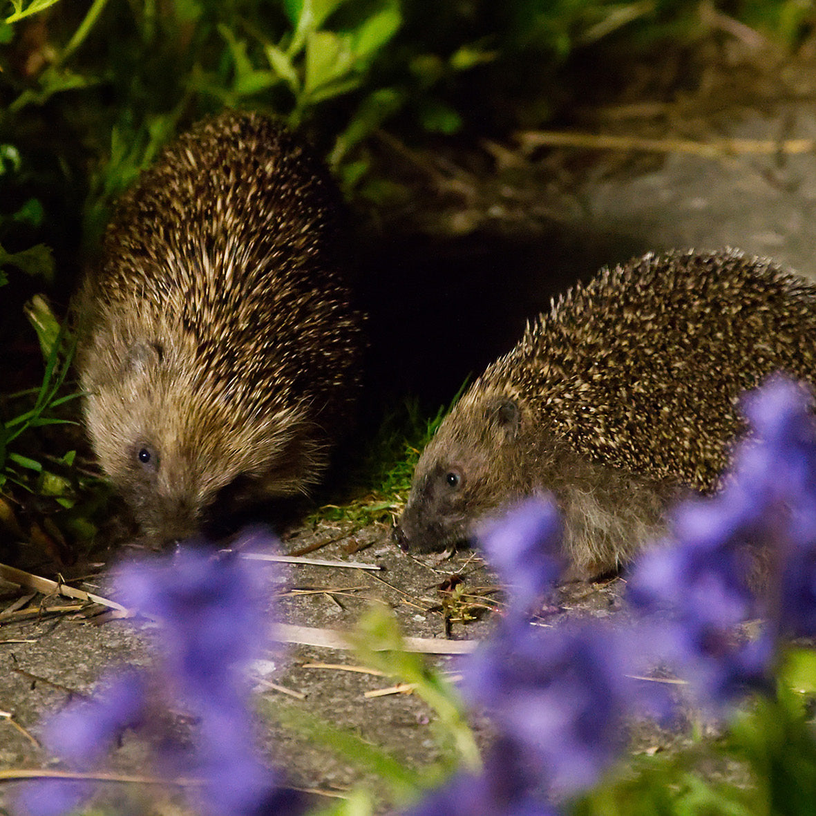 The Hedgehog Calendar 2026