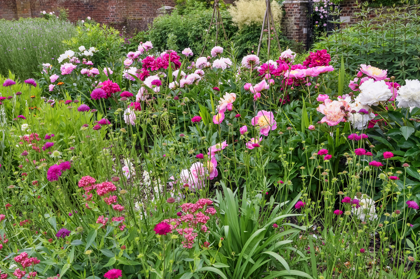 A Love Affair with Peonies