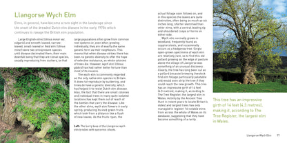 Heritage Trees Wales Compact