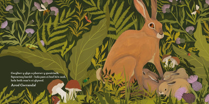 Neidia, Sgwarnog, Neidia!