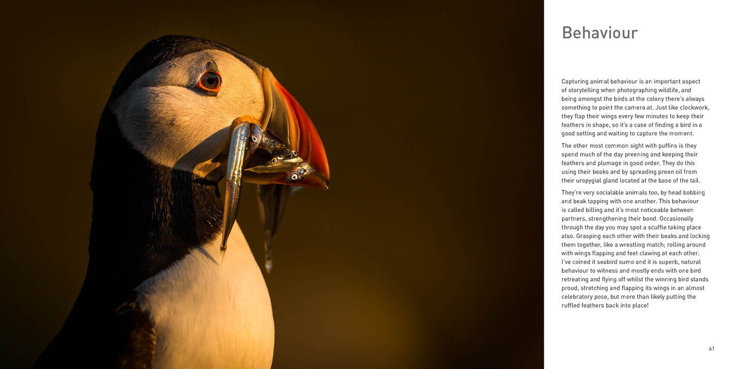 Puffin with fish in its beak against a dark background - Puffins by Drew Buckley