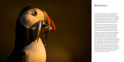 Puffin with fish in its beak against a dark background - Puffins by Drew Buckley