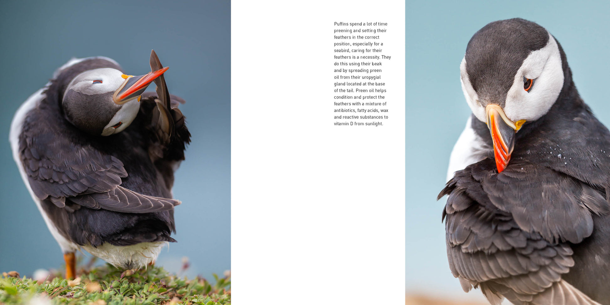 Two puffins on a rocky shore with a blurred background - Puffins by Drew Buckley