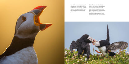 Two images of puffins; one with a puffin open-mouthed on a yellow background, the other with two puffins interacting on grass.  - Puffins by Drew Buckley