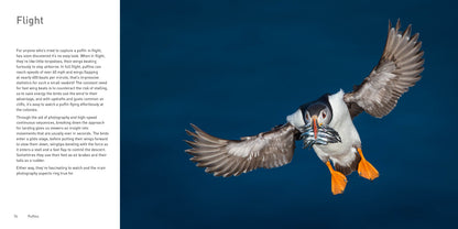 Puffin in flight against a blue background - Puffins by Drew Buckley