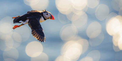 Puffin flying against a blurred light background - Puffins Book by Drew Buckley