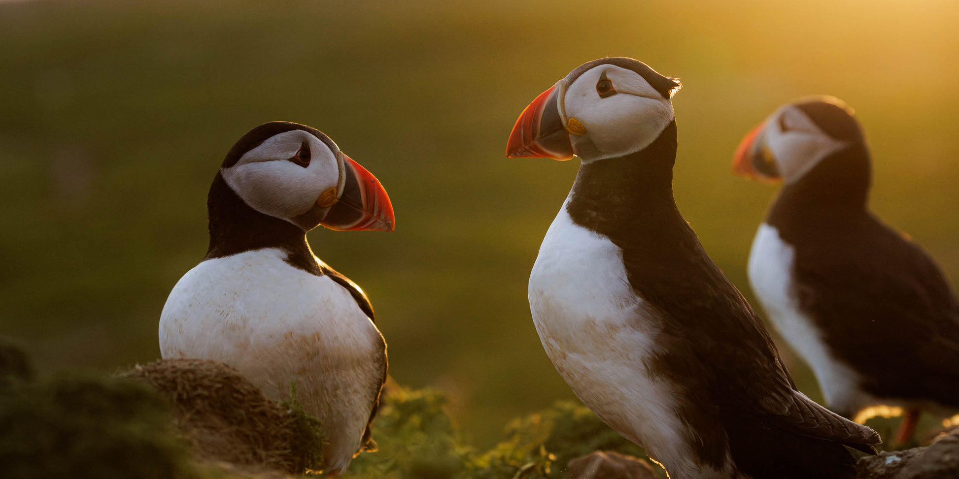 Three puffins standing on a grassy area with a blurred natural background  - Puffins by Drew Buckley