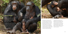 Load image into Gallery viewer, The Book of Being Chimp
