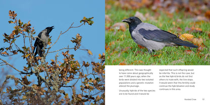 The Crow Family Book