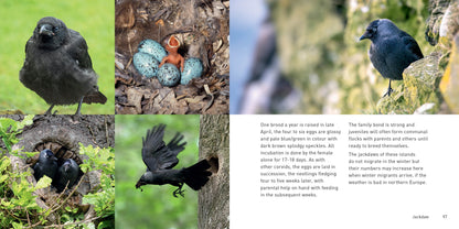 The Crow Family Book