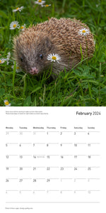 The Hedgehog Calendar 2024