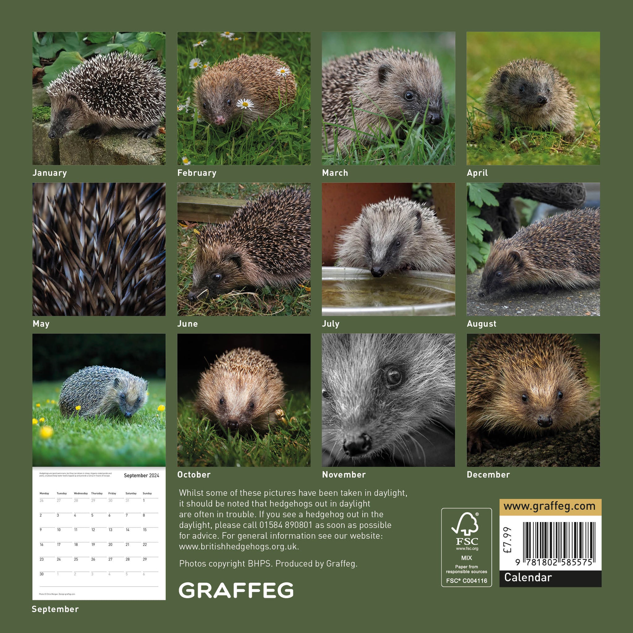 The Hedgehog Calendar 2024 Graffeg Books