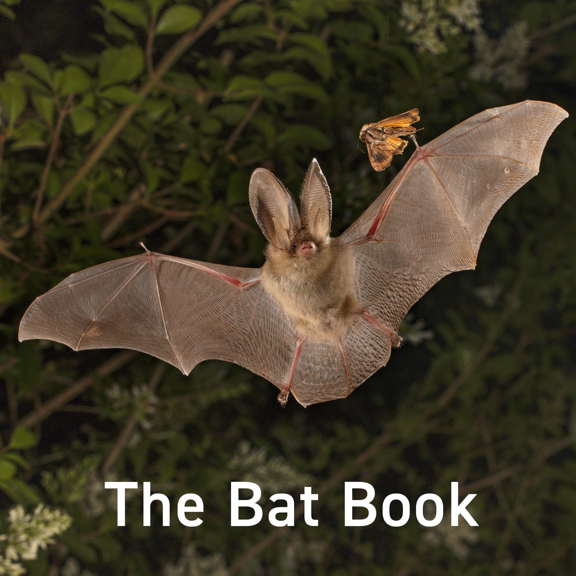 Bat Create Book The Bat Book | Nature Series | Hugh Warwick – Graffeg Books
