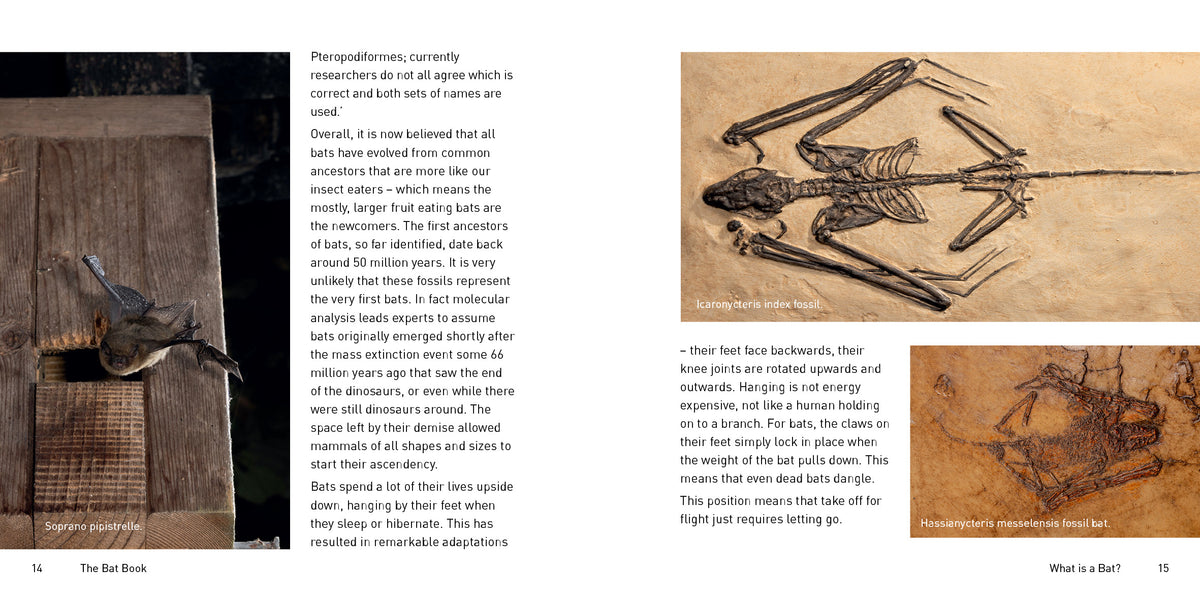 The Bat Book | Nature Series | Hugh Warwick – Graffeg Books