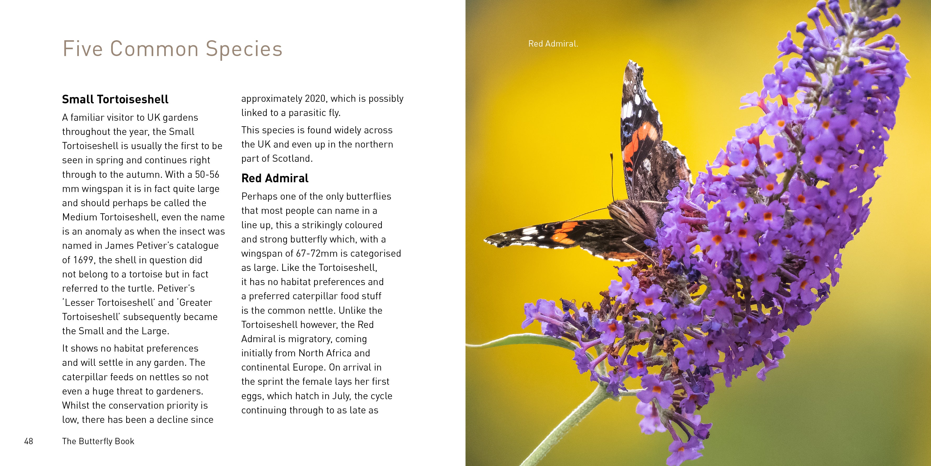 The Butterfly Book | Nature Series – Graffeg Books