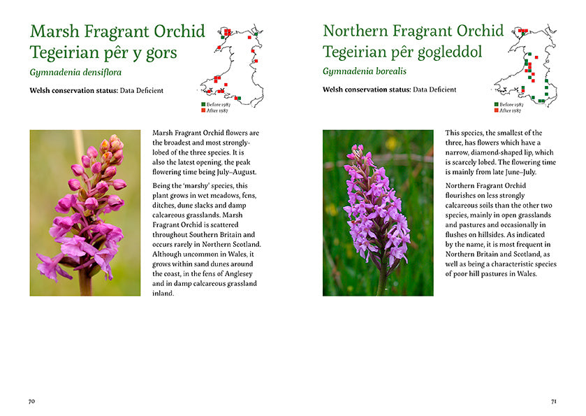 101 rare plants of wales by Tim Rich and Lauren Marrinan published by Graffeg in conjunction with Amgueddfa Cymru, National Museum Wales