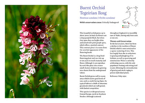 101 rare plants of wales by Tim Rich and Lauren Marrinan published by Graffeg in conjunction with Amgueddfa Cymru, National Museum Wales