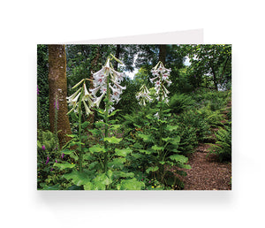Aberglasney Cards Pack 2 - 10 pack