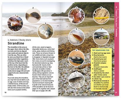 Seashore Safaris