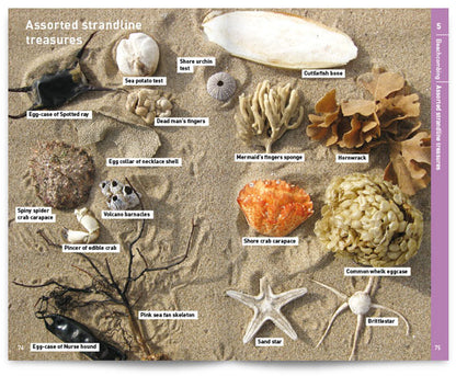 Seashore Safaris