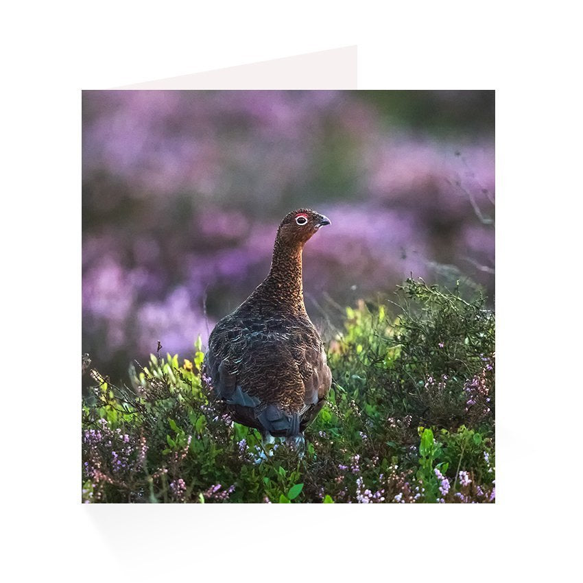 Upland Greetings Card Pack